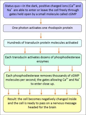 the phototransduction pathway from photon to nerve impulse - pretty much every step involves amplification to get the message across efficiently 